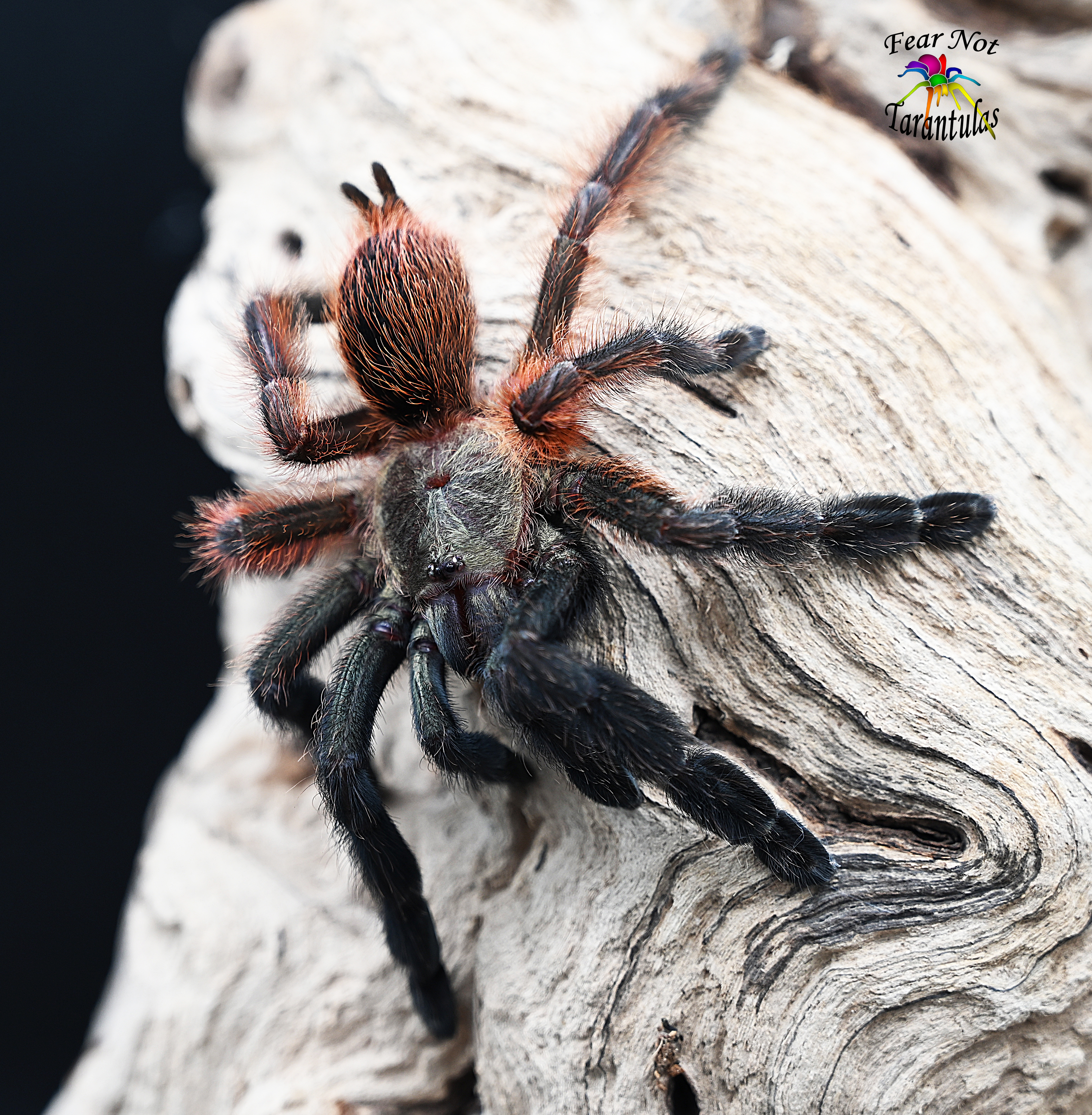 Psalmopoeus_victori_Darth_Maul_Tarantula_female.jpg