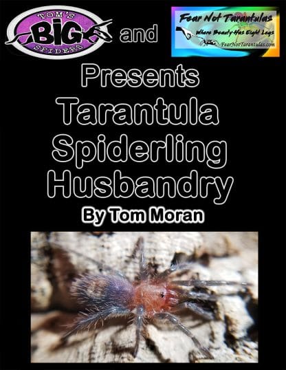 Spiderling-Care-Guide-black-background-416x538.jpg