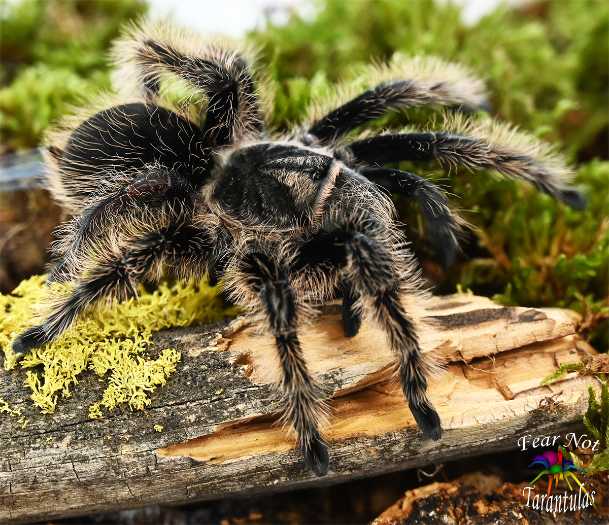 Tliltocatl_albopilosum_Curlyhair_Tarantula.jpg