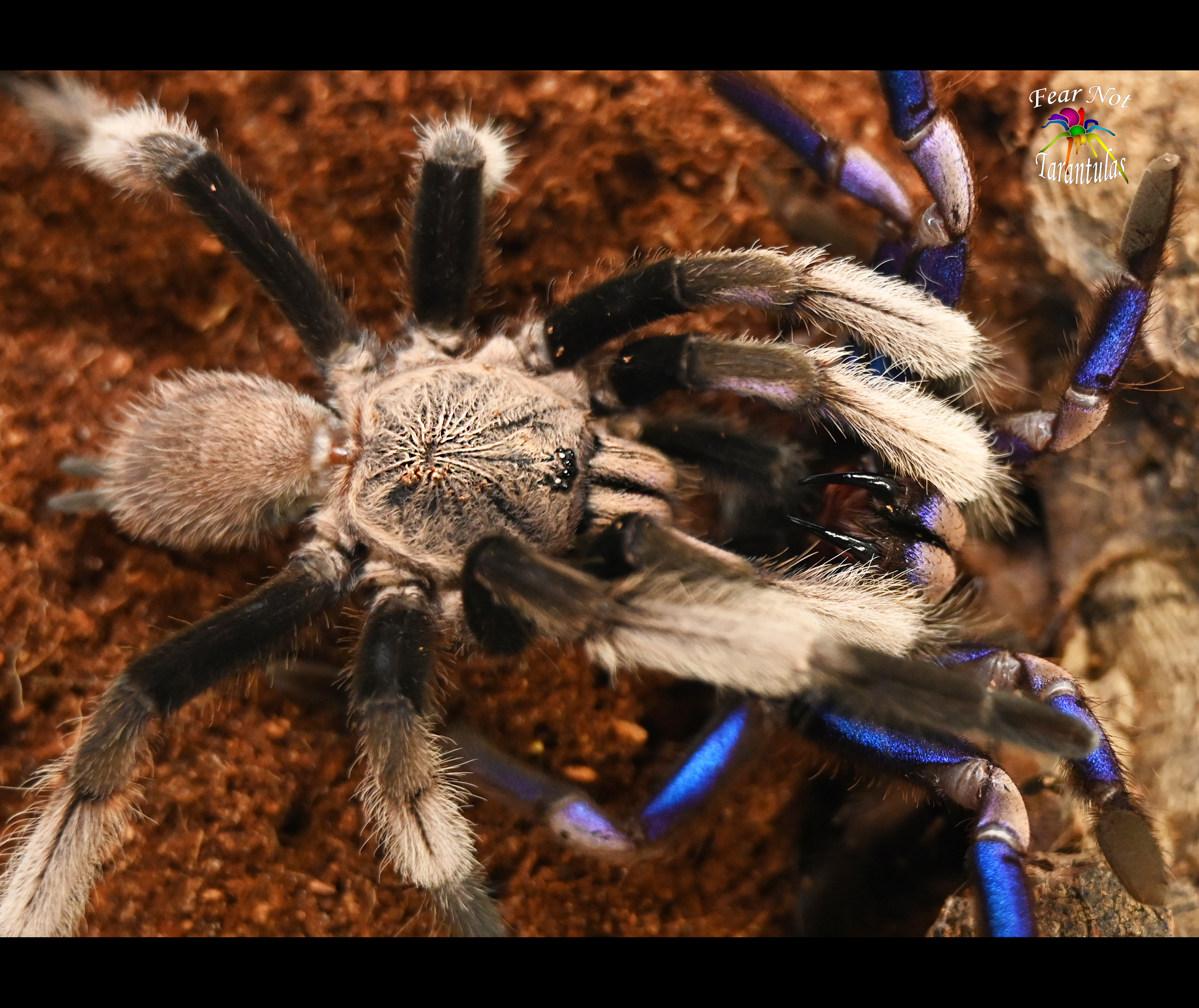 chilobrachys_electric_blue_tarantula_breeding_2.jpg